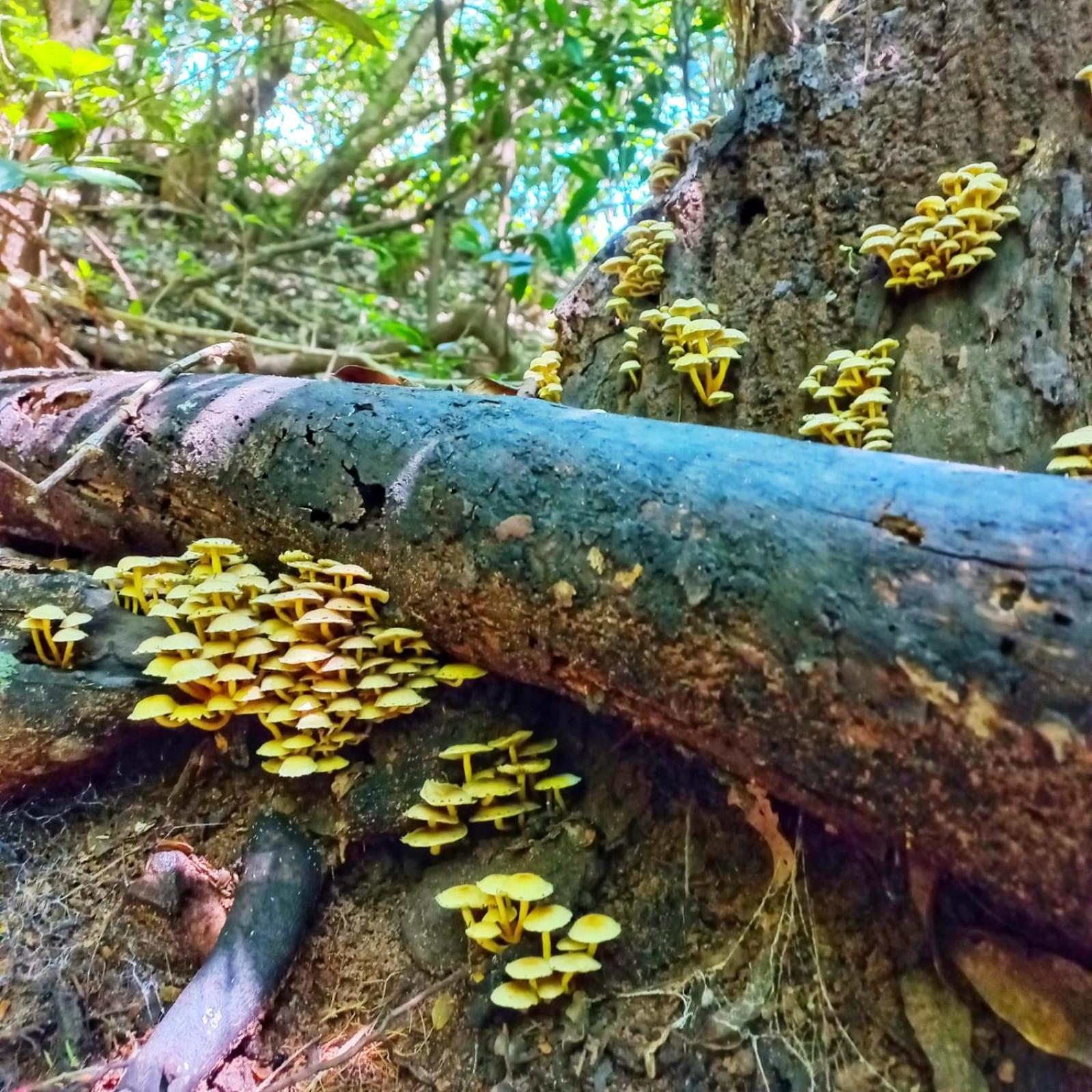 Highview Lodge Gillitts 外观 照片